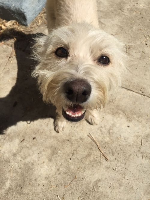 Meet Bobby The Wire Fox Terrier Dachshund Mix Who Can Be Adopted