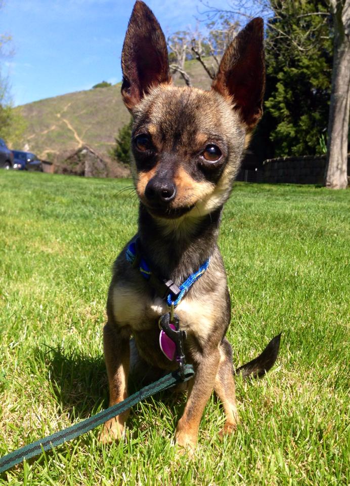 Rocket, an adopted Chihuahua in Petaluma, CA_image-2