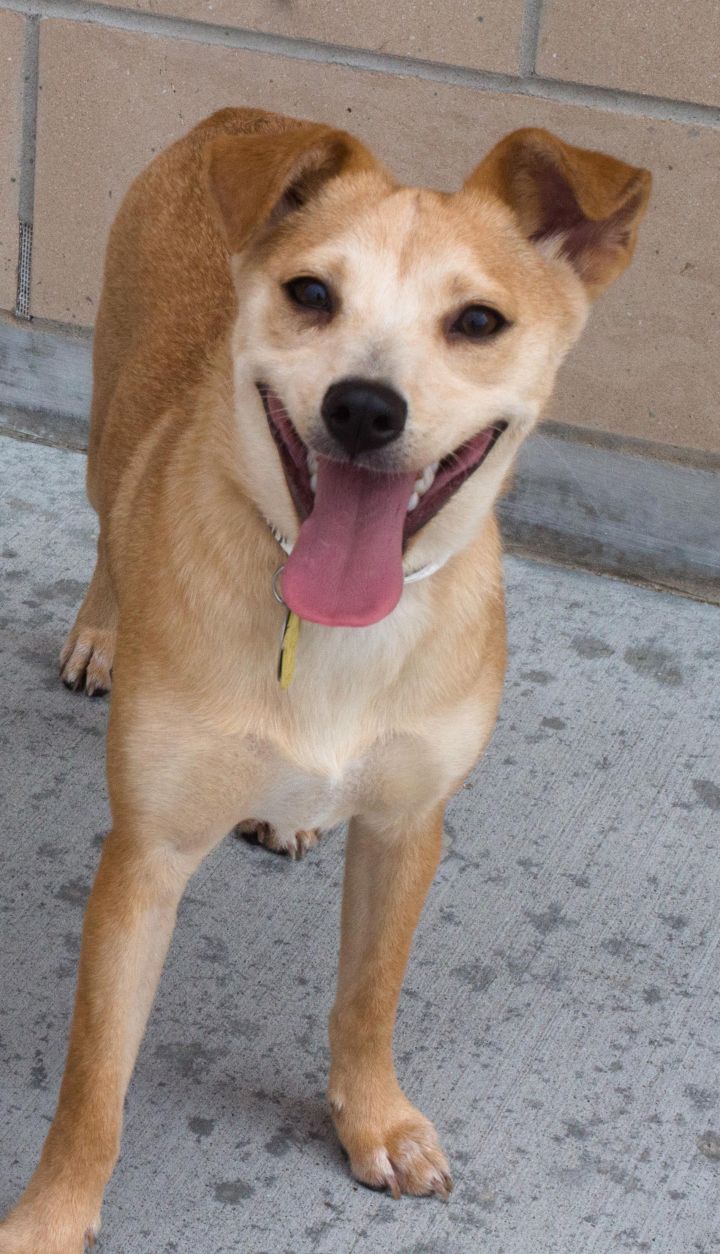 Jill, an adopted Shiba Inu & Toy Fox Terrier Mix in Houston, TX_image-2