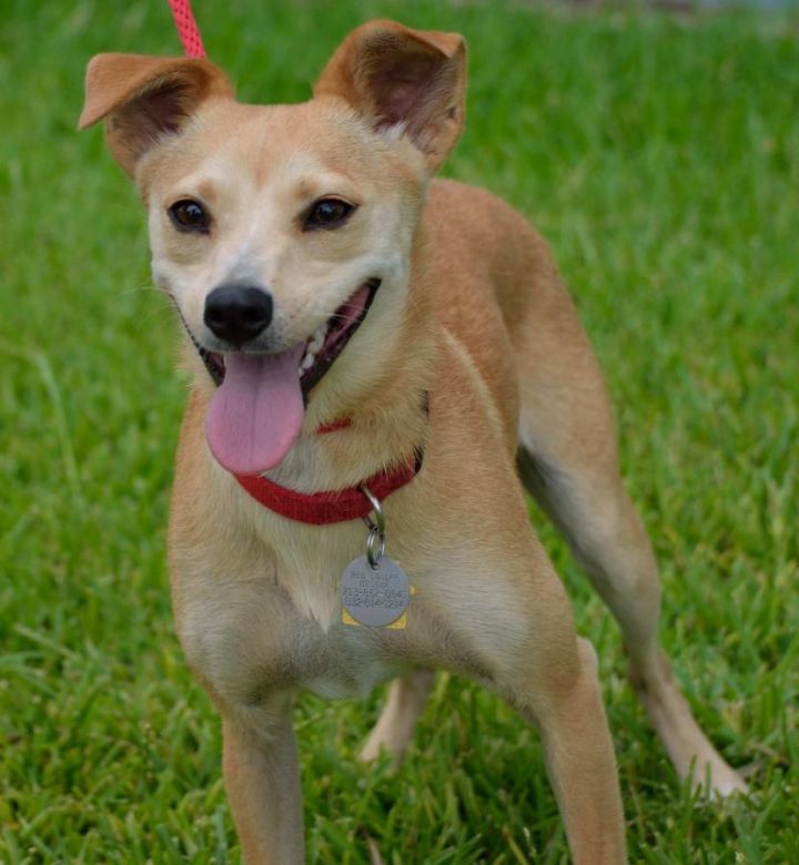 Jill, an adopted Shiba Inu & Toy Fox Terrier Mix in Houston, TX_image-1