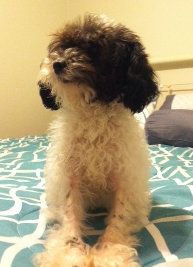 Toy Poodle - Pixie - Adopted 2