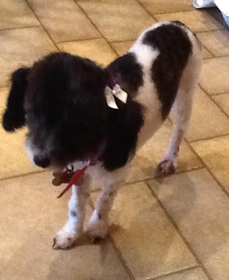 Toy Poodle - Pixie - Adopted 1
