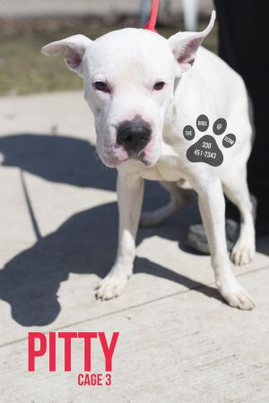 03  Pitty/ADOPTED