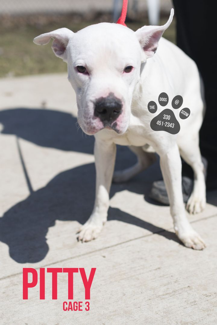 03  Pitty/ADOPTED 1