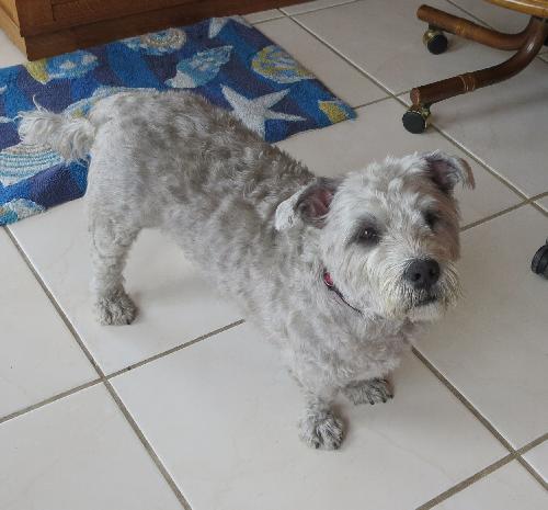 McKenzie, an adopted Glen of Imaal Terrier in Key Largo, FL_image-1