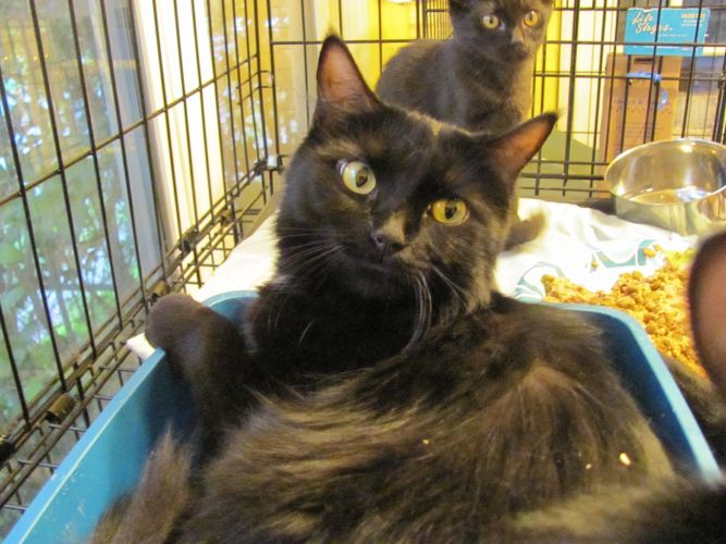 Cat for adoption - BLACKIE, a Domestic Long Hair & Persian ...