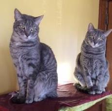 George and Teddy, an adoptable Domestic Short Hair in Winnipeg, MB, R2R 0X4 | Photo Image 1