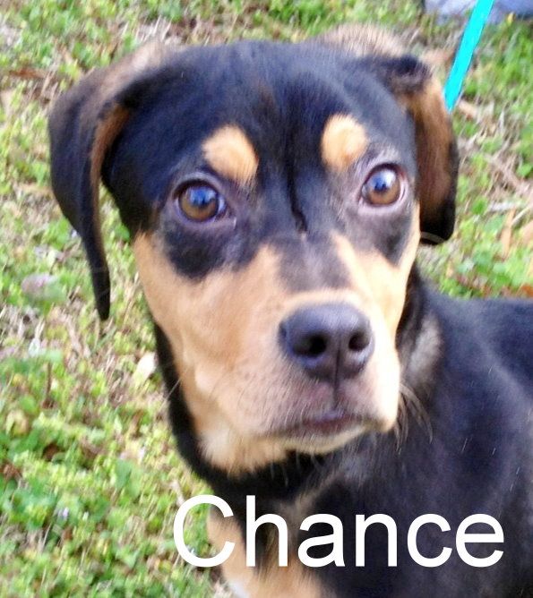 Chance - ADOPTED!!! 2