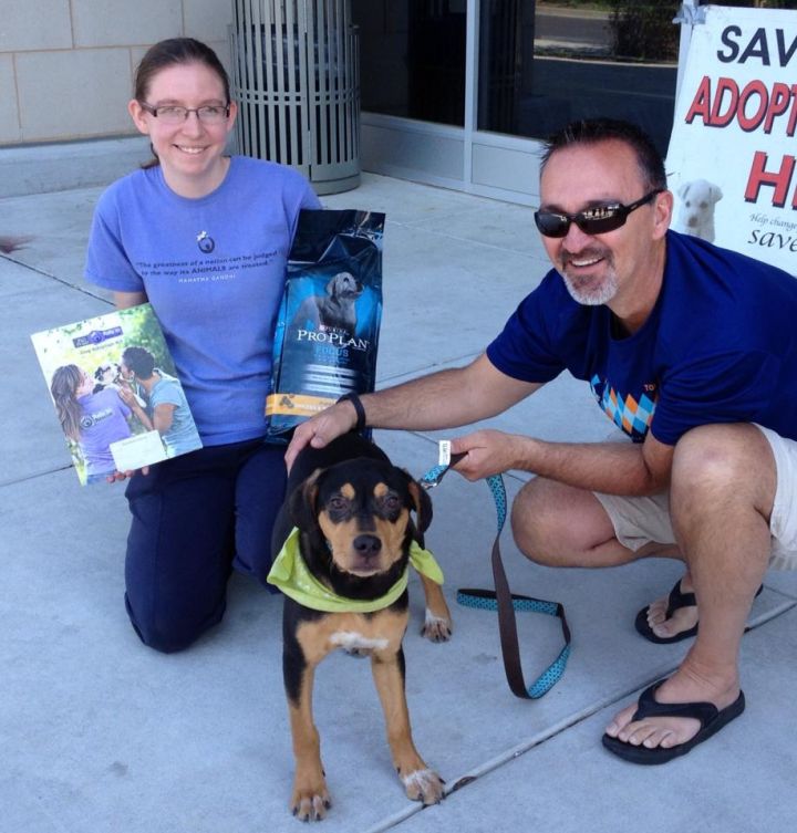 Chance - ADOPTED!!!, an adopted Beagle & Rottweiler Mix in Olive Branch, MS_image-1