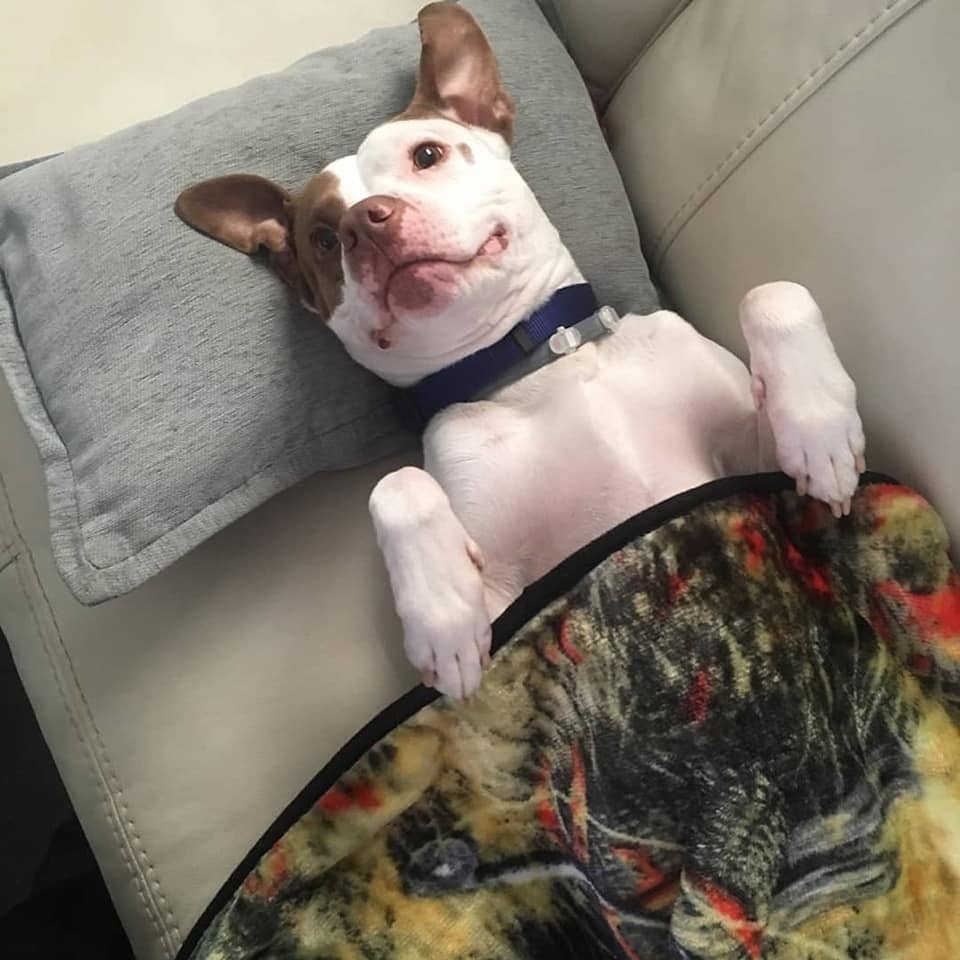 Spot, an adoptable Pit Bull Terrier, Labrador Retriever in Hazlet, NJ, 07730 | Photo Image 2