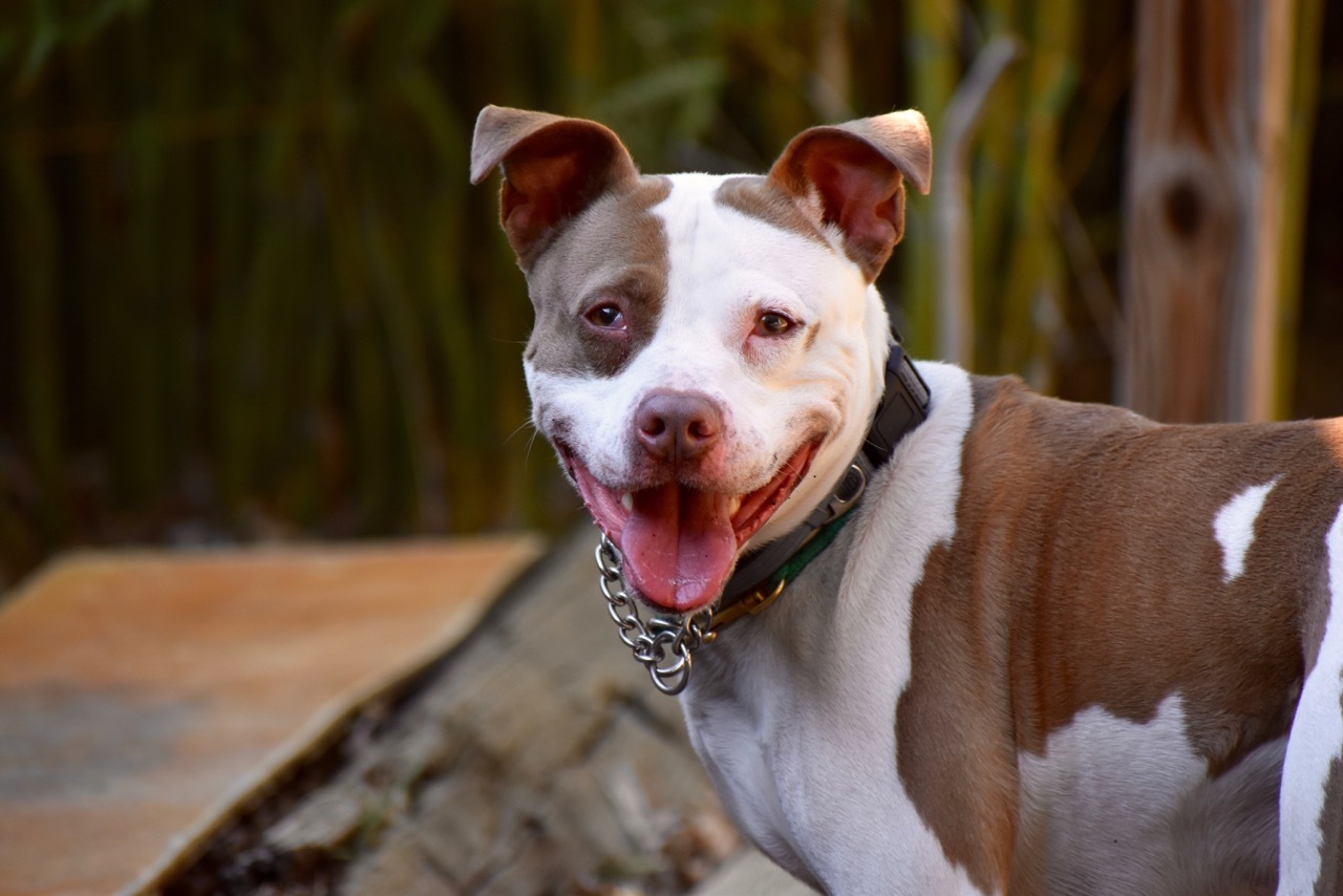 Spot, an adoptable Pit Bull Terrier, Labrador Retriever in Hazlet, NJ, 07730 | Photo Image 1