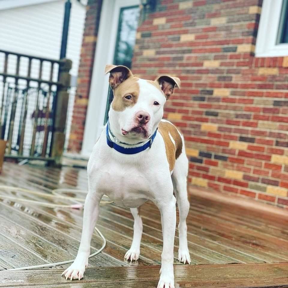 Spot, an adoptable Pit Bull Terrier, Labrador Retriever in Hazlet, NJ, 07730 | Photo Image 3