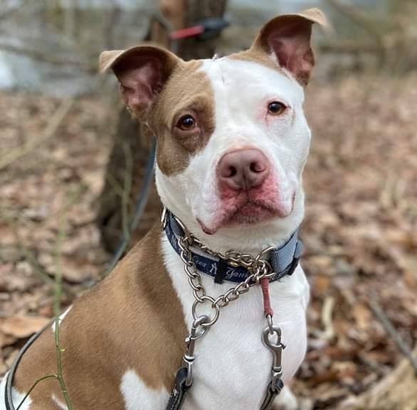 Spot, an adoptable Pit Bull Terrier, Labrador Retriever in Hazlet, NJ, 07730 | Photo Image 5