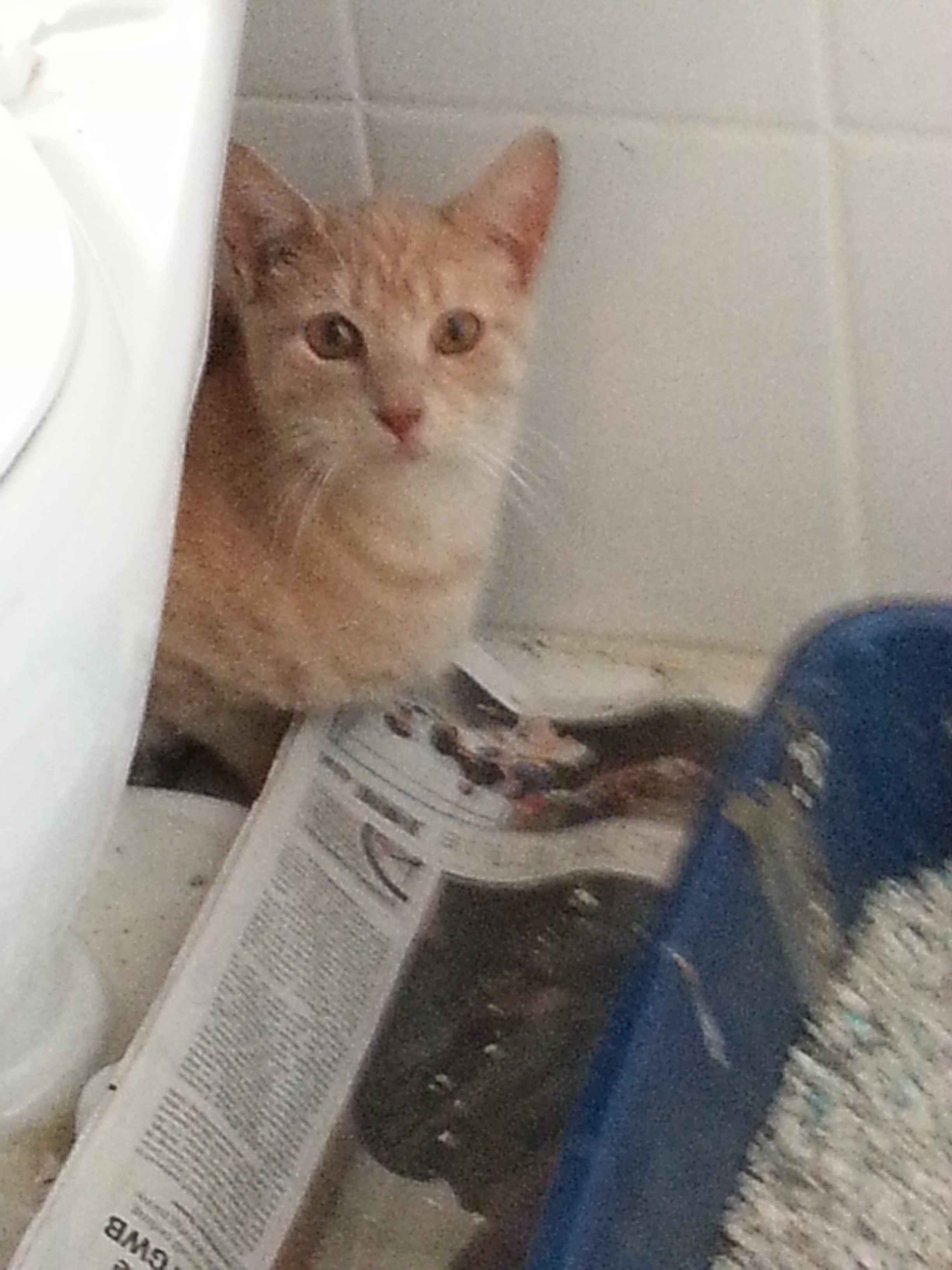 Georgie, an adoptable Tabby in Westfield, NJ, 07090 | Photo Image 2