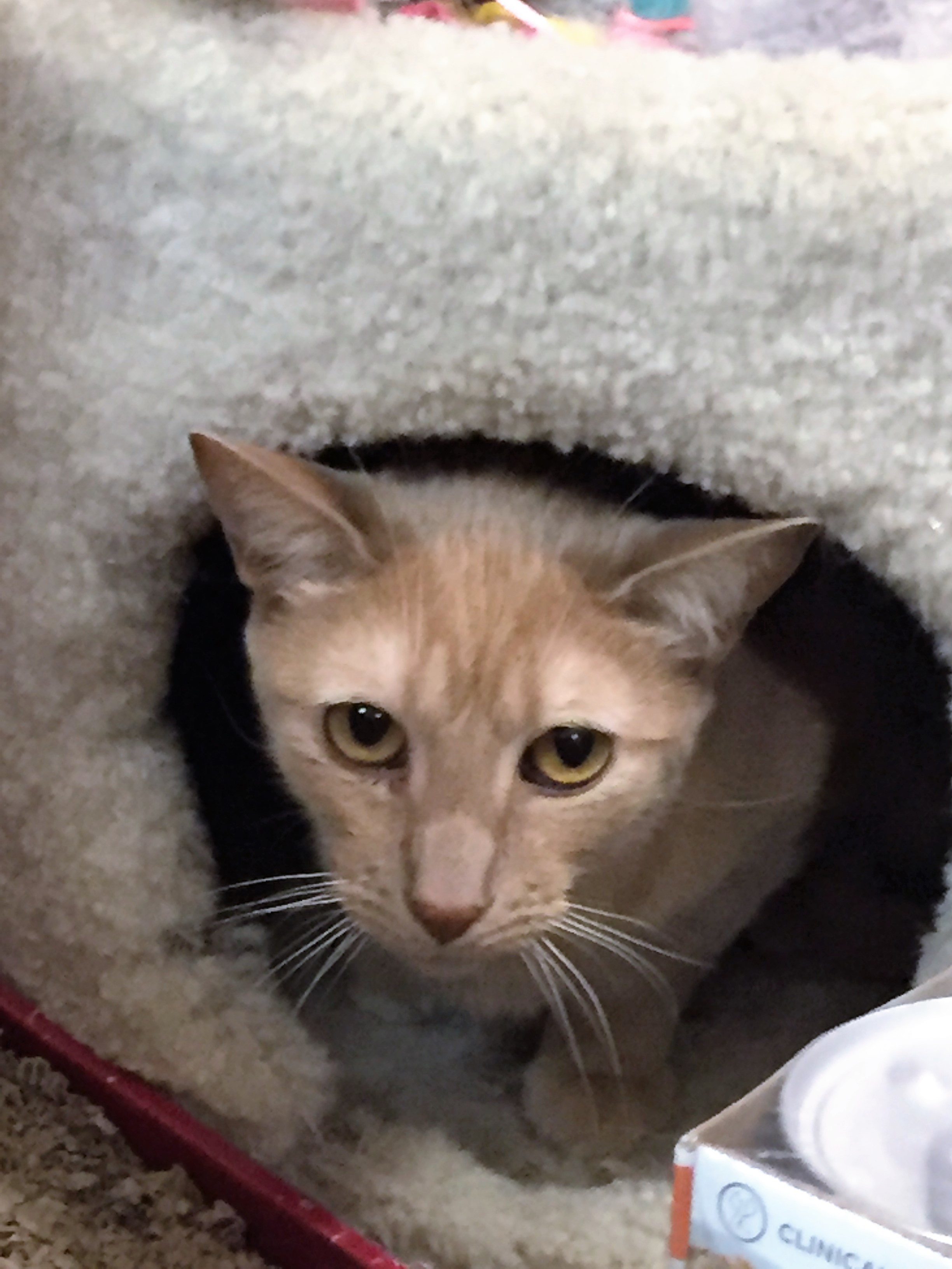 Georgie, an adoptable Tabby in Westfield, NJ, 07090 | Photo Image 1