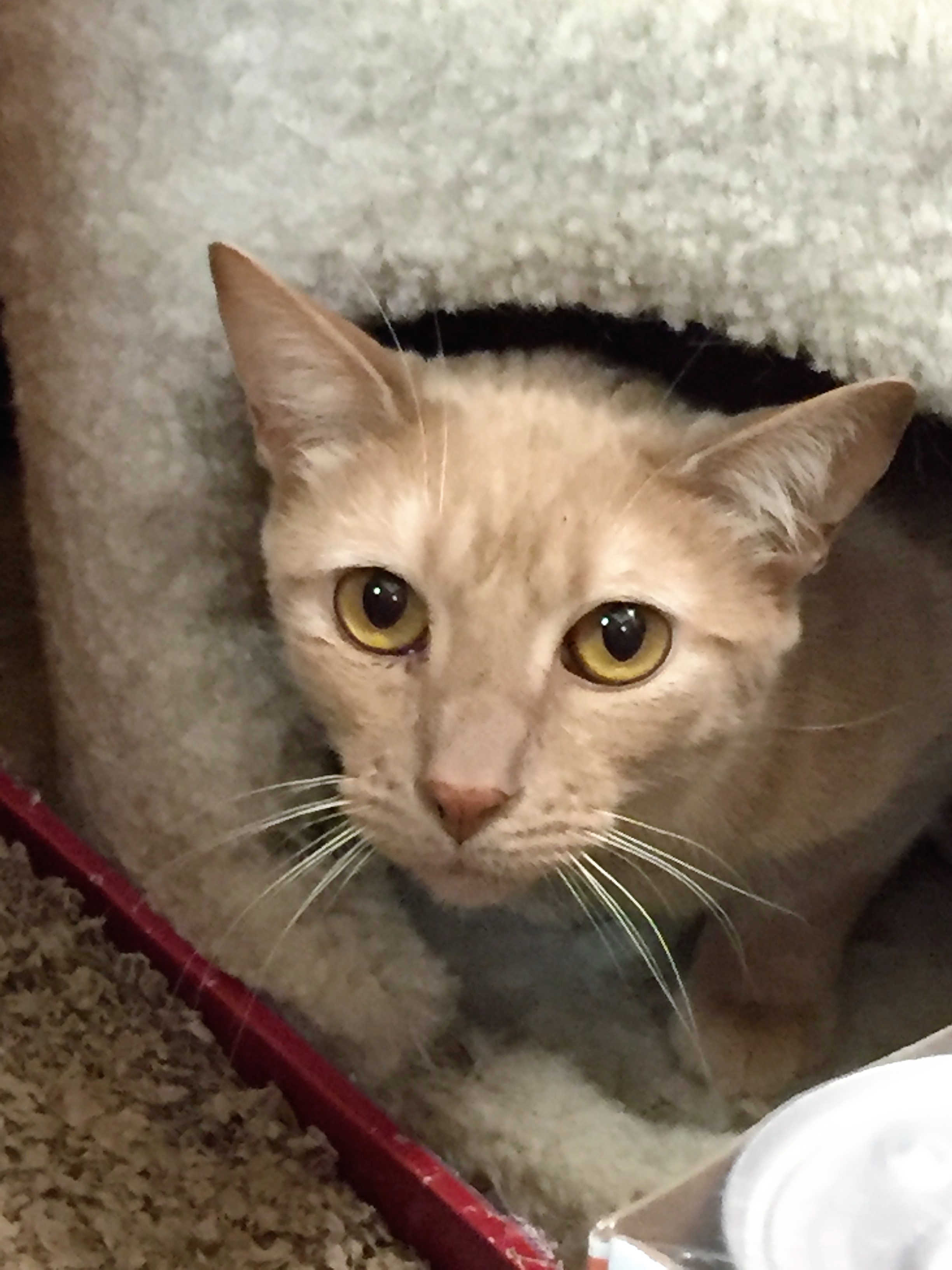 Georgie, an adoptable Tabby in Westfield, NJ, 07090 | Photo Image 4