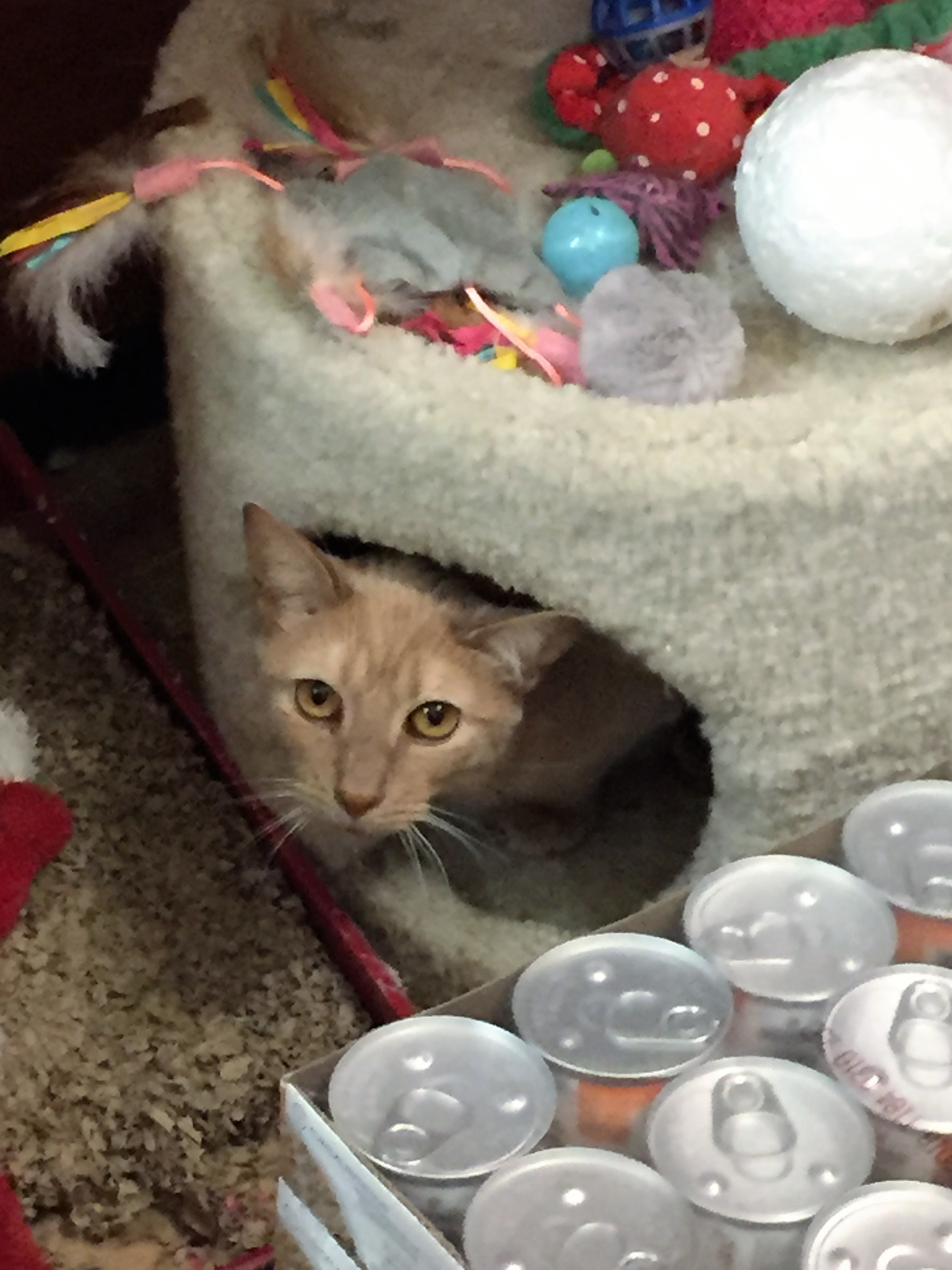 Georgie, an adoptable Tabby in Westfield, NJ, 07090 | Photo Image 6