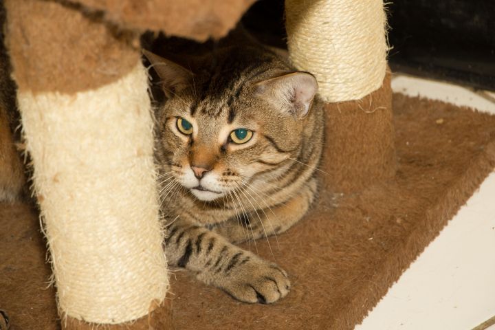 Prince Naseem, an adoptable Tabby in Chicago, IL_image-1