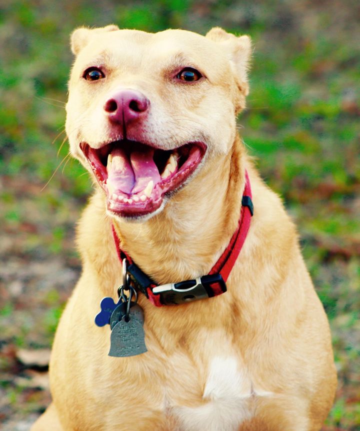Linda, an adopted Yellow Labrador Retriever & Labrador Retriever Mix in Houston, TX_image-2