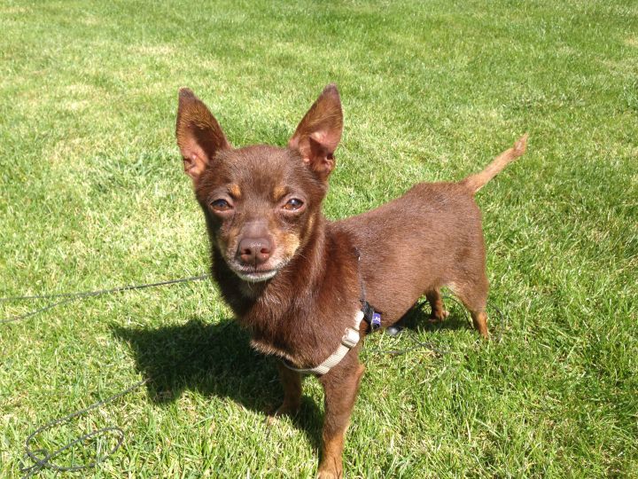 Barney, an adopted Chihuahua Mix in Petaluma, CA_image-1