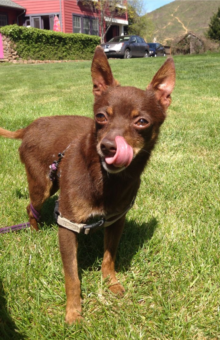 Barney, an adopted Chihuahua Mix in Petaluma, CA_image-2