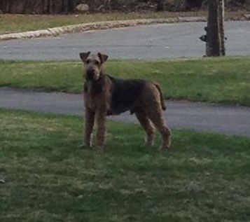 Airedale found in Medfield/owner found 2