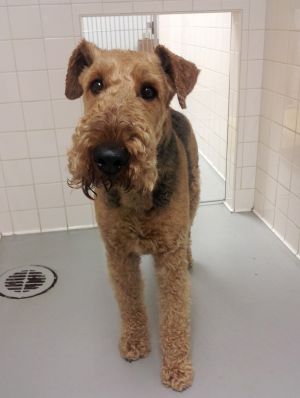 Airedale found in Medfield/owner found