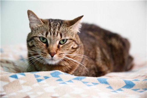 MORGAN, an adoptable Domestic Short Hair in Dallas, TX, 75135 | Photo Image 1