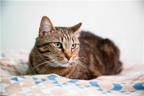 MORGAN, an adoptable Domestic Short Hair in Dallas, TX, 75135 | Photo Image 2