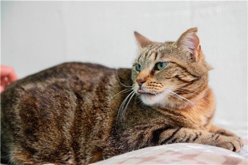 MORGAN, an adoptable Domestic Short Hair in Dallas, TX, 75135 | Photo Image 3