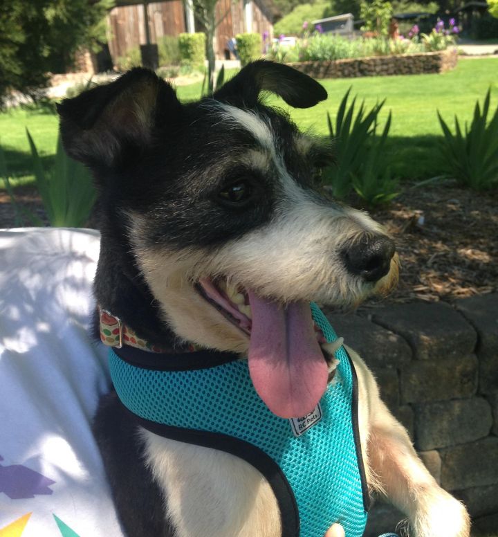 Lucky, an adopted Jack Russell Terrier Mix in Petaluma, CA_image-2