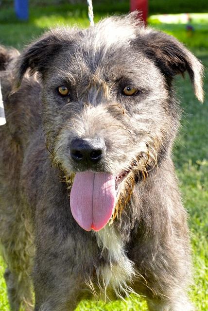 irish wolfhound beagle mix