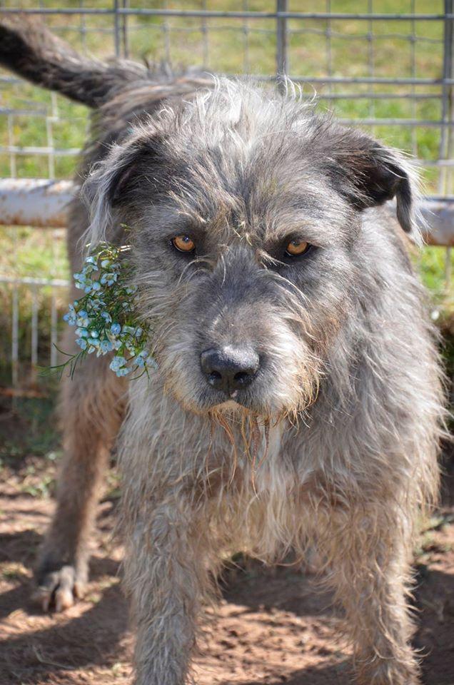 irish wolfhound beagle mix