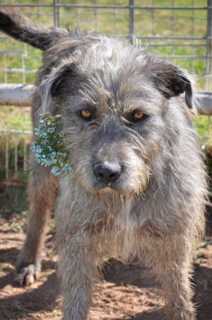 Irish wolfhound 2024 cross labrador