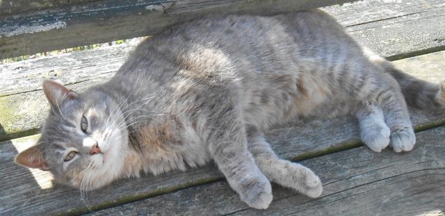 Traci, an adoptable Domestic Medium Hair in Hartford, KY, 42347 | Photo Image 2