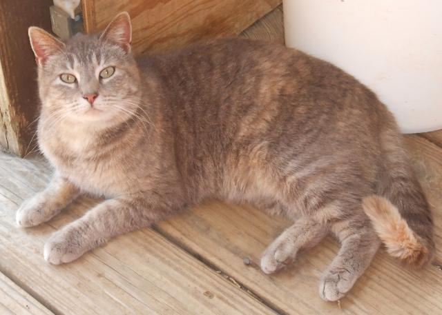 Traci, an adoptable Domestic Medium Hair in Hartford, KY, 42347 | Photo Image 3