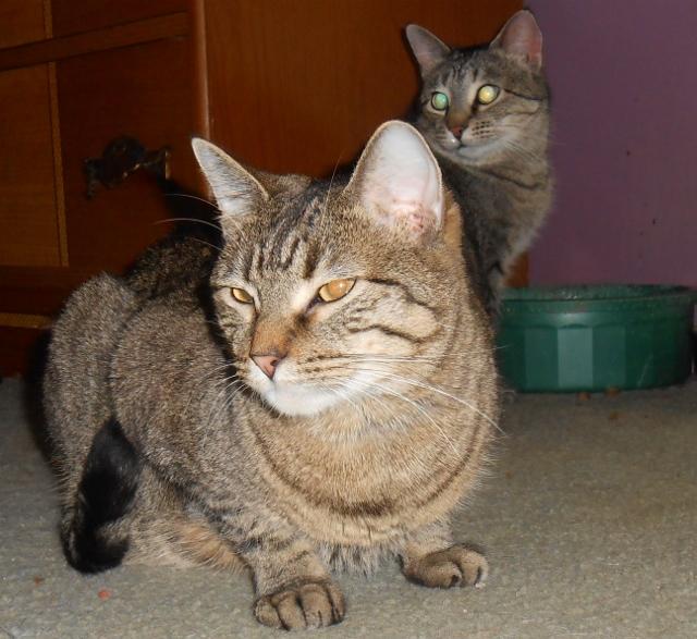 Gretel, an adoptable Tabby, Domestic Short Hair in Hartford, KY, 42347 | Photo Image 3