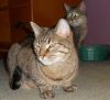 Gretel photo 3