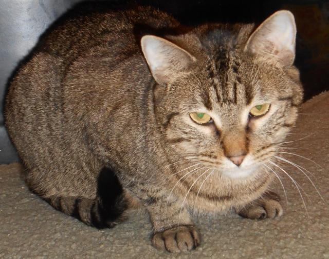 Gretel, an adoptable Tabby, Domestic Short Hair in Hartford, KY, 42347 | Photo Image 4