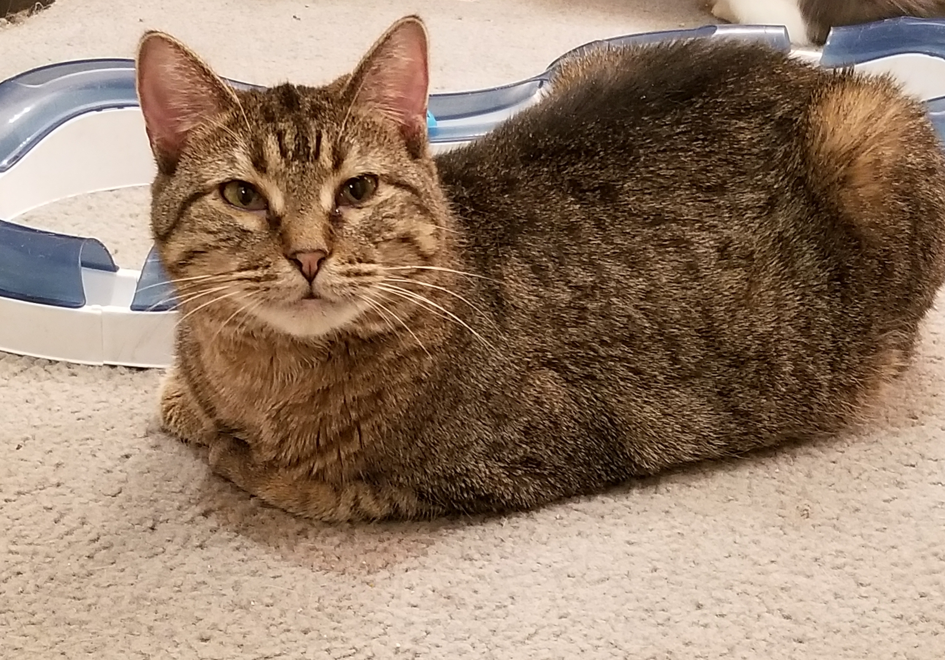 Gretel, an adoptable Tabby, Domestic Short Hair in Hartford, KY, 42347 | Photo Image 1