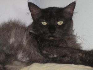 Sweet Pea, Senior Female unknown
