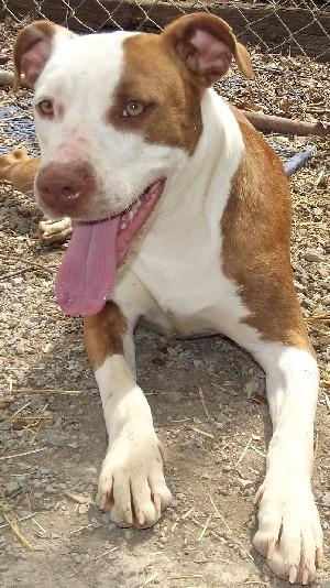 Kimmie, an adoptable Pit Bull Terrier in Savannah, MO, 64485 | Photo Image 1