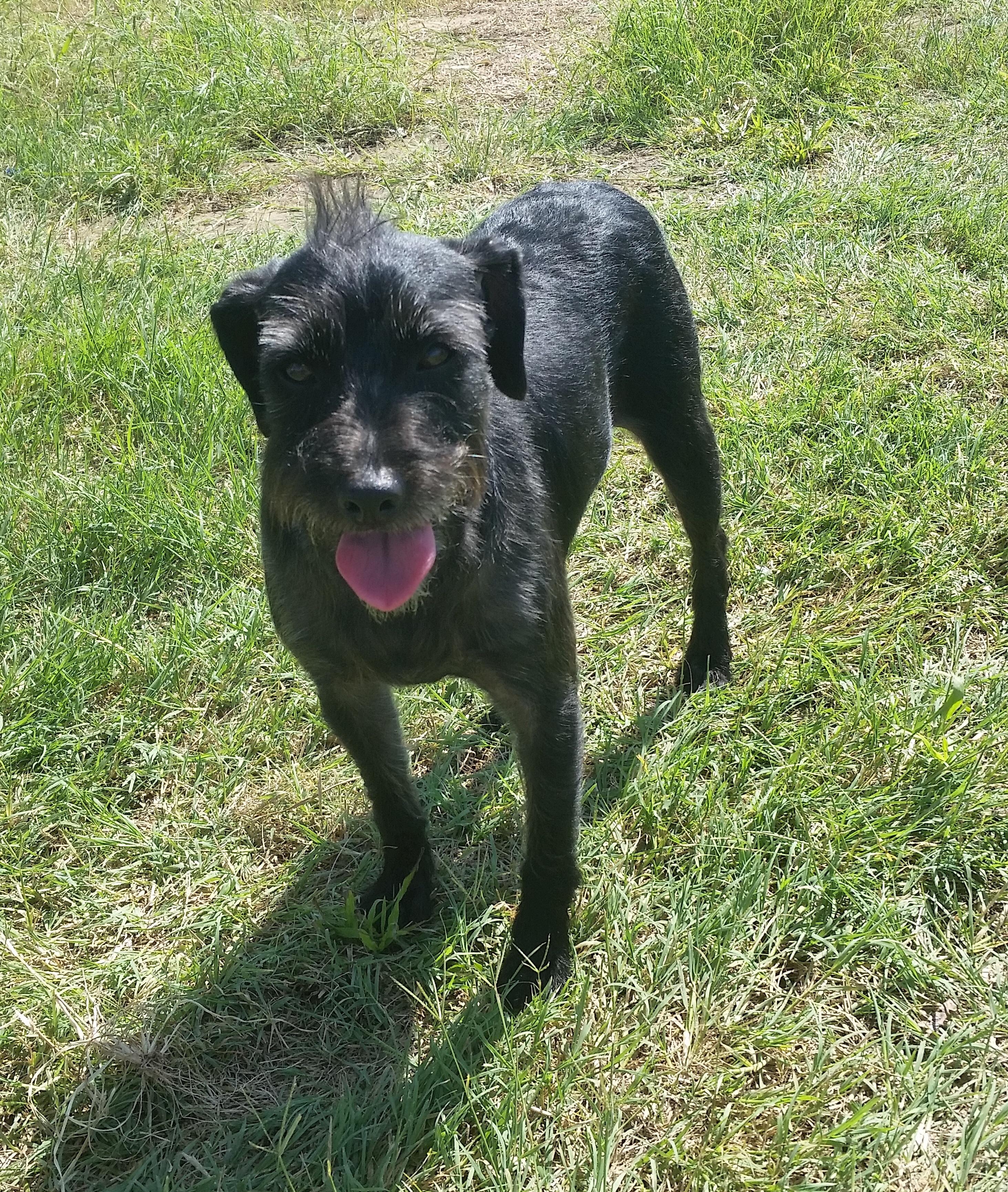 Dog for adoption - Kevin Bacon, a Schnauzer & Terrier Mix in San
