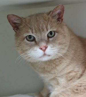 Cashew - super loveable as an only boy