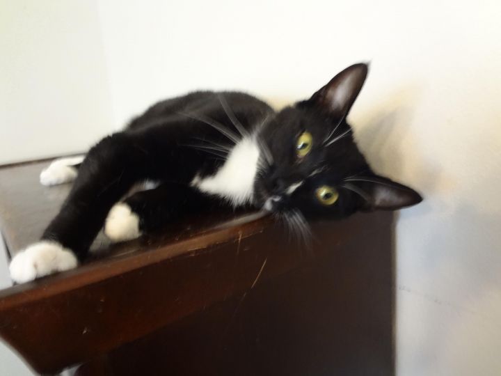 Halle - I may be the sweetest kitty you'll ever meet!, an adopted Tuxedo in Fountain Valley, CA_image-1