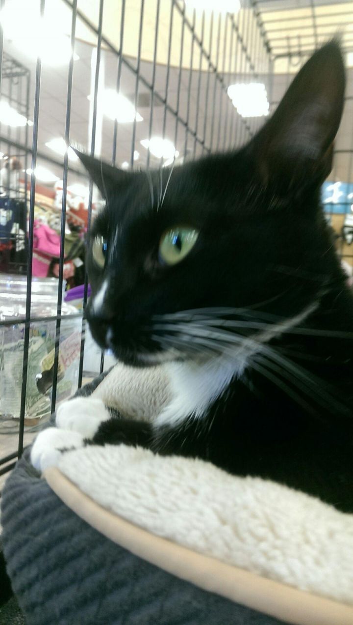 Halle - I may be the sweetest kitty you'll ever meet!, an adopted Tuxedo in Fountain Valley, CA_image-3