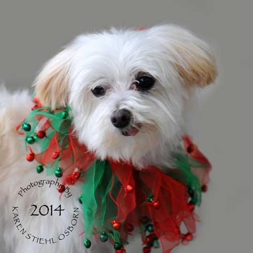 Maltese Wrigley Adopted 12 16 14 detail page