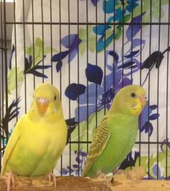 Buy parakeets near me sale