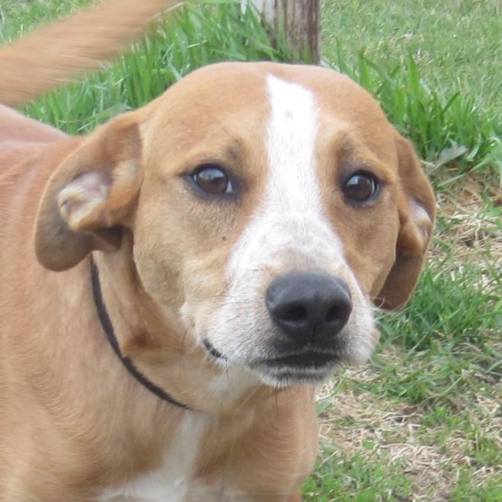 Jeromy, an adopted Beagle Mix in Shelby, MI_image-1