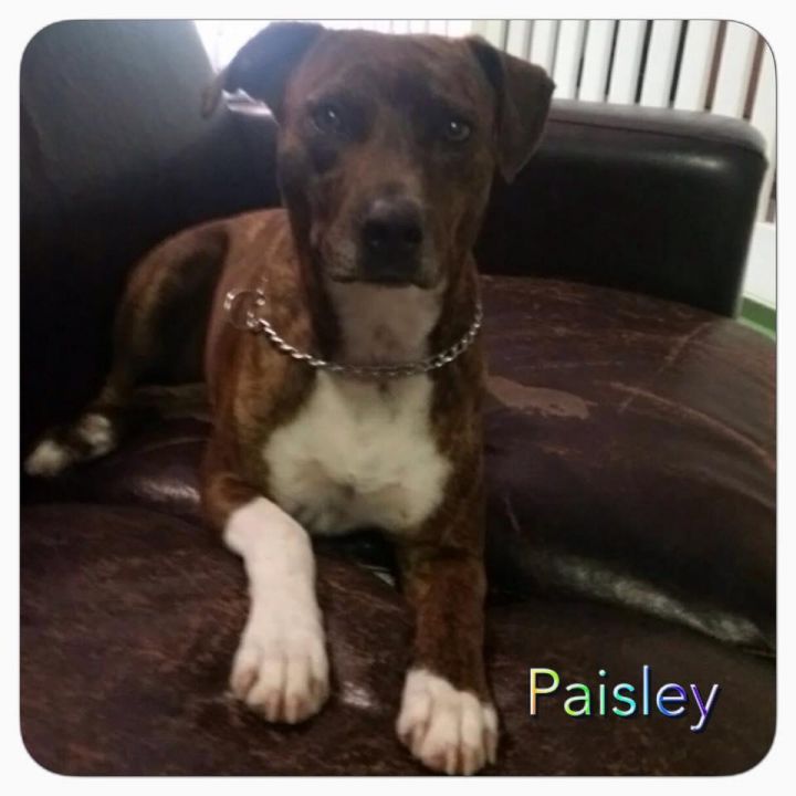 Paisley 1
